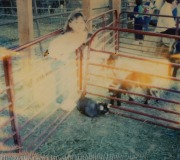 Brianne-at-Petting-Zoo