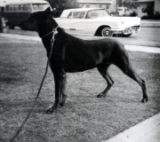 Dobie