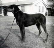 Dobie