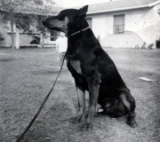 Dobie