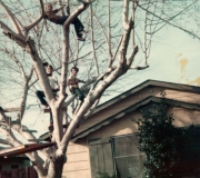 Roger & Friends in Tree