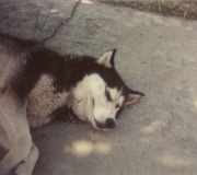 Sasha-5-0