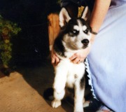 Sasha-3