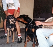 Tom-with-Dogs