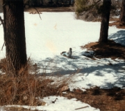 Mom Sledding in Big Bear