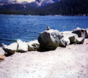 Wildlife at the River
